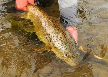 Keep Fish Wet Annual Fundraiser