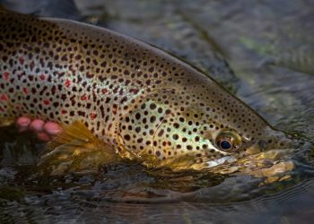 Montana PBS: Trout Decline – The Problems & Solutions