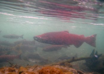 New Salmon Strategies Could Reduce Bycatch