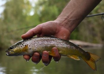 Notes from Spain, Days Two and Three: More Than Fish