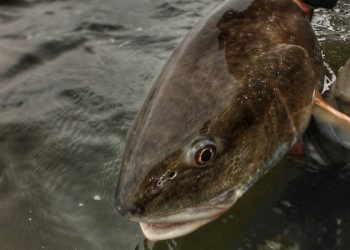 DON’T QUIT NOW! Louisiana Redfish Call to Action