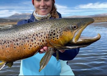 HUGE Brown Trout LURKING in the STILLWATER