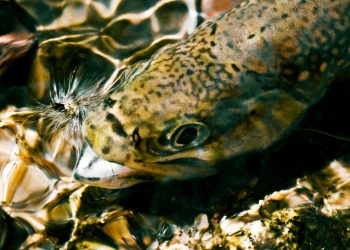 Story: Why Are We Out There