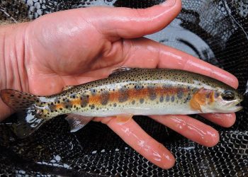A “New” Redband Trout | MidCurrent