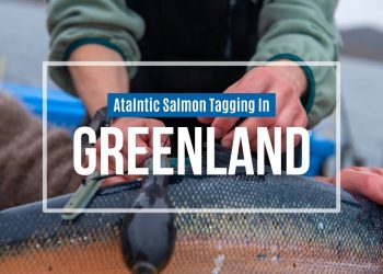 Atlantic Salmon Tagging in Greenland