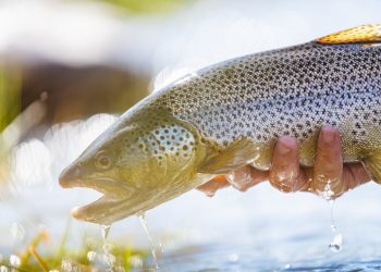 INSANE Salmon Fly Action – Moldy Chum