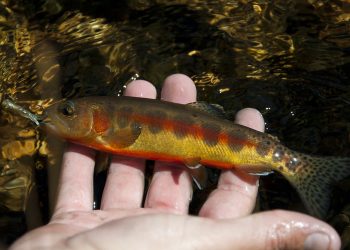 golden trout