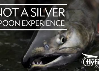 The Rodney Dangerfield of Salmon