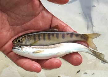 $27 Million Awarded For Springer, Winter-run Restoration In Willamette