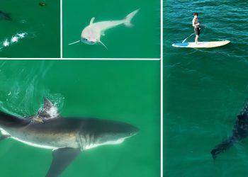 Photographer Shares His Best Shark Drone Clips of 2023