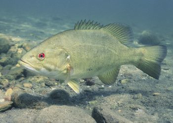 How to Choose the Right Popper Fly