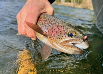 McKenzie and Willamette River Resource Guide