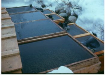 This week in what are you doing?: Backyard Fish