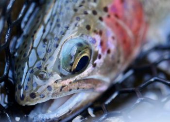 Early March Fishing Report | The Caddis Fly: Oregon Fly Fishing Blog