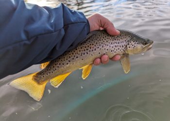 Fish Getting Smaller as Water Warms
