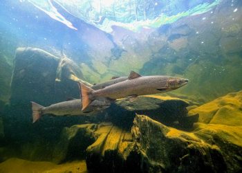 Saving Maine’s Atlantic Salmon, One Watershed at a Time