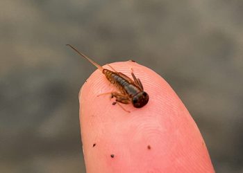 Jigged March Brown Nymph Fly Tying Tutorial