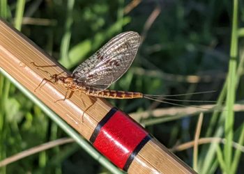 Never Enough Mayflies | MidCurrent
