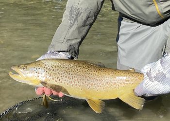 New Zealand Autumn Brownies