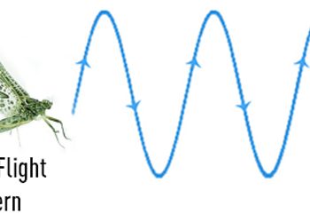 Pro Tips: How to Match the Hatch by Observing Flight Patterns