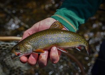 Into the North Maine Woods, and Into the Past
