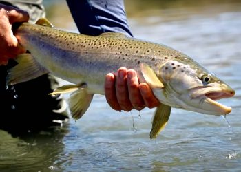 Take Time to Teach | MidCurrent