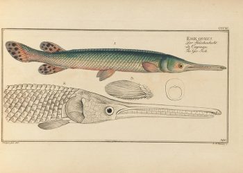 Targeting Gar With Rope Flies