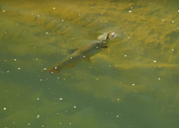 Video Pro Tips: How to Avoid Micro-Drag