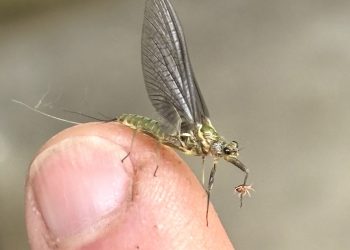Cliffhanger Green Drake Emerger: Fly Tying Tutorial