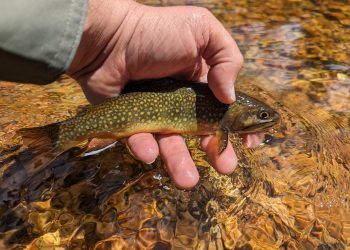 Home Water | MidCurrent