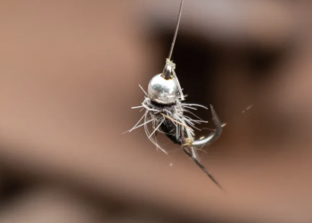 One Nymph or Two? | MidCurrent