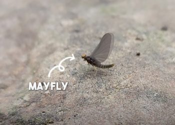 Video: All About Mayflies – Orvis News