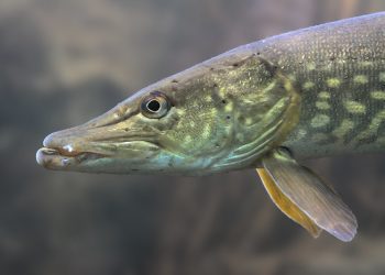 Early Season Pike Tips | MidCurrent