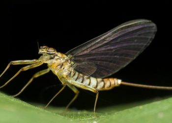 The Aquatic Insect Decline | MidCurrent