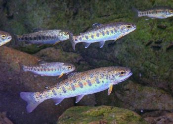 Hatchery Reform on the Table in Oregon as ODFW Launches Public Engagement Process