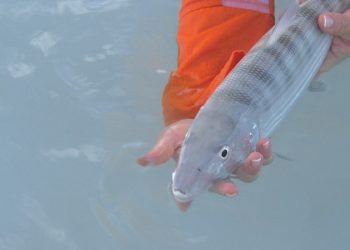 Ecosystem Based Fisheries Management | MidCurrent