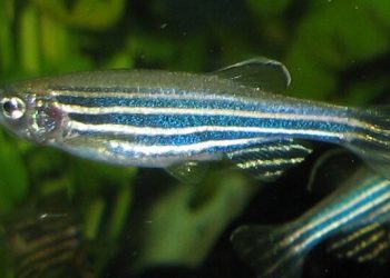 Fish Use Tastebuds to Measure Oxygen