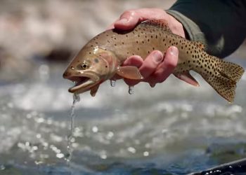 Trout, Light, and Temperature | MidCurrent