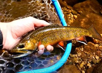 Can Fly Fishing Businesses Recover From Helene?