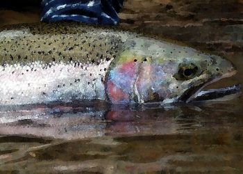 steelhead