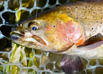 What Counts as Fly Fishing?