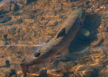 What Moves Trout to the Fly?