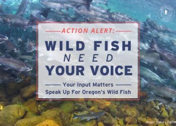 Wild Fish Need Your Voice! Speak Up for the Future of Oregon’s Wild Fish