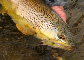 The Giant Brown Trout of Lake Ontario