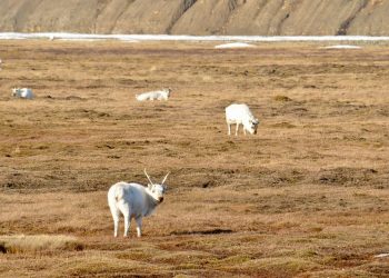 Arctic Tundra Now Source of Carbon Dioxide Emissions