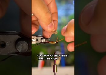 How to tie a nymph #flytying #flyfishing #tutorial #fishing #nymphing #cichlid #wetfly #tutorial