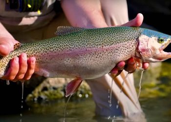 Lani Waller’s “Grasshopper Bridge” | MidCurrent