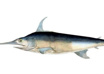 Potential World-Record Swordfish Caught on the Fly