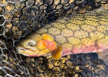 The Westslope Cutthroat of Central Washington