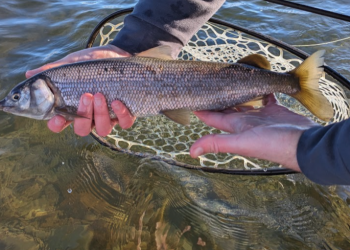 Why You Should Fish for Whitefish